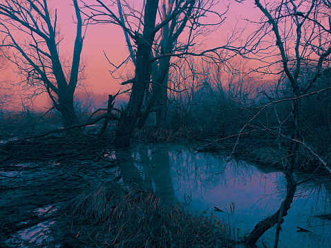 Dark lake with dead trees and dry grass at dawn