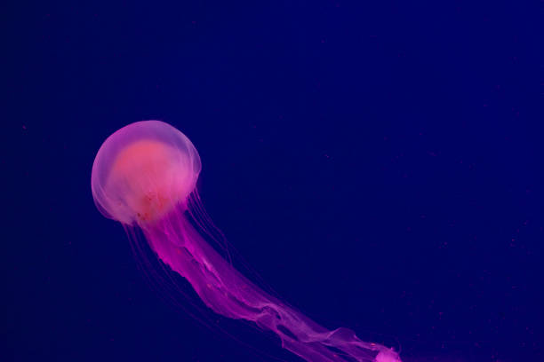 istock Bright pink jellyfish on the blue background 1220994054