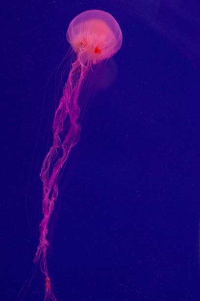 istock Bright pink jellyfish on the blue background 1220995208
