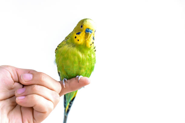 istock Funny budgerigar. Cute green budgie parrot sits on a finger and looking at the camera. 1220995423