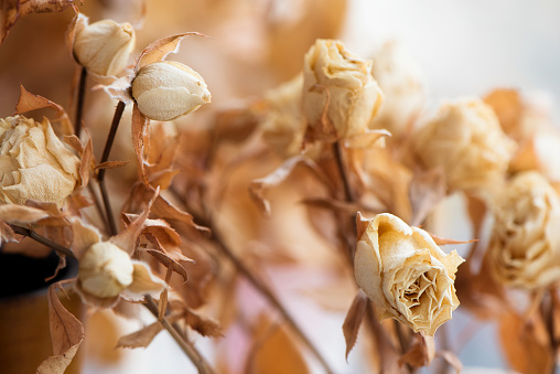 Dried faded flowers roses bouquet on blurred background