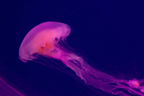 istock Bright pink jellyfish on the blue background 1220995534