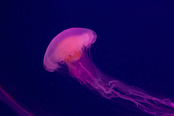 istock Bright pink jellyfish on the blue background 1220995579