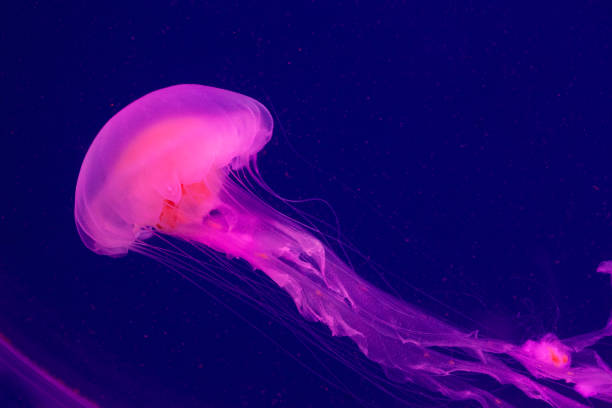 istock Bright pink jellyfish on the blue background 1220996046
