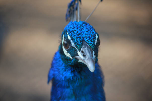 ein nahaufnahmeporträt eines pfauen. die indian national ona vogel gesicht porträt scharfe federn des halses gesehen und wappen auch. - close up peacock animal head bird stock-fotos und bilder