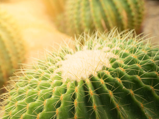 istock Closeup image of Echinocactus Grusonii, Echinocactus, Golden barrel cactus. 1220996248
