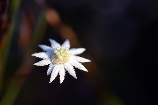 Australian native Lesser Flannel Flower, Actinotus minor, family Apiaceae. White velvet-like bracts gives the flower head a daisy-like appearance. Royal national Park, Sydney, NSW, Australia. Grows in moist heathland and woodland on sandstone soils in eastern NSW. Flowers are less than 12 mm across.