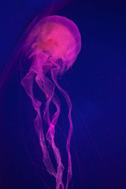 istock Bright pink jellyfish on the blue background 1220998612