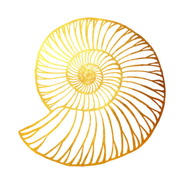 altın nautilus izole. etiketler, kartvizitler, el i̇lanları için el boyaması küçük resim tasarım elemanı. - sarmal deniz kabuğu illüstrasyonlar stock illustrations