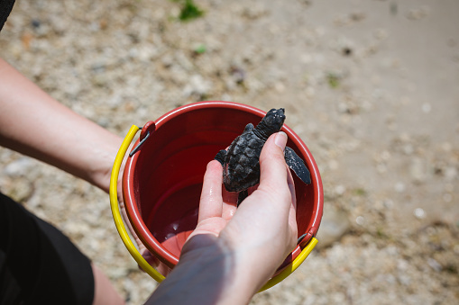 Save and release turtle into ocean. Turtle Conservation and Education Center, Bali