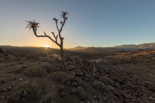 A brilliant starburst of sunlight cuts through the base of a towering quiver tree (Aloe dichotoma) as the Namibian desert transitions into twilight. The long shadows, warm tones, and glowing grasses create a serene and majestic portrait of this ancient landscape at its most magical hour.