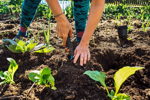 istock Gardening young plant into bed 1220998989