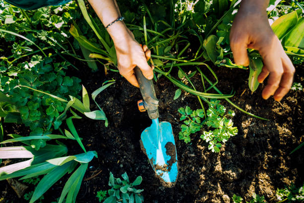 istock Gardening young plant into bed 1220999046