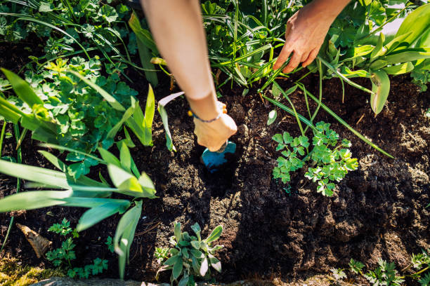 jardinagem planta jovem na cama - gardening shovel digging flower bed - fotografias e filmes do acervo