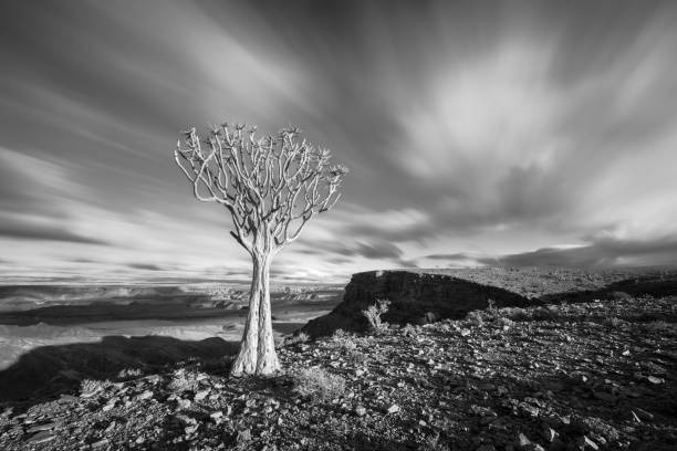 A dramatic black and white sunset landscape taken on top of the arid and stark Fish River Canyon, Namibia, with an ancient Quiver Tree bathed in golden sunlight and fast moving clouds in the blue sky.