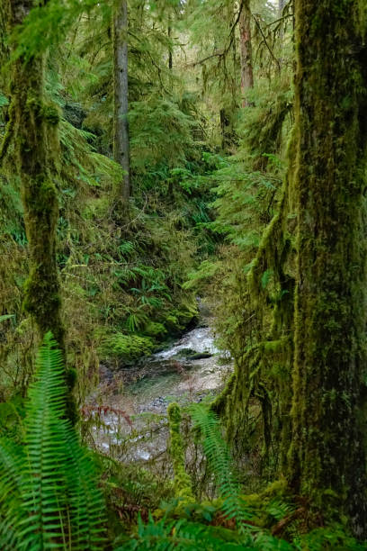 istock vertical: gorgeous river flows through the mystic green forest in washington. 1221000423