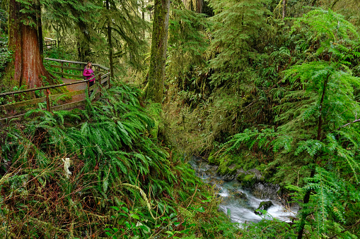 aerial: young caucasian woman holding a camera stands on the side of a scenic boardwalk and looks around the gorgeous hoh rainforest. stream runs below female photographer looking for inspiration.