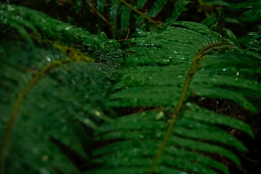 close up, dof: droplets of water get stuck on the ferns in olympic national park. fresh drops of rain gather on the dark green undergrowth in the depths of hoh rainforest. detailed shot of wet ferns.
