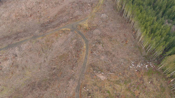 drone: voando acima de uma desobstrução sombria no meio de uma grande floresta verde. - landscape aerial view lumber industry agriculture - fotografias e filmes do acervo