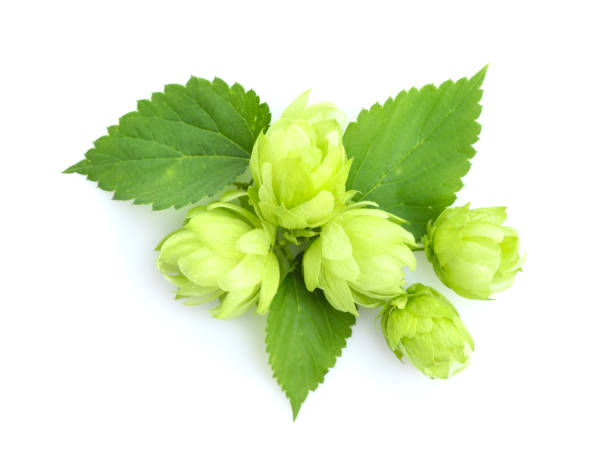 istock Hop cones (Humulus) isolated closeup on white background 1221000919