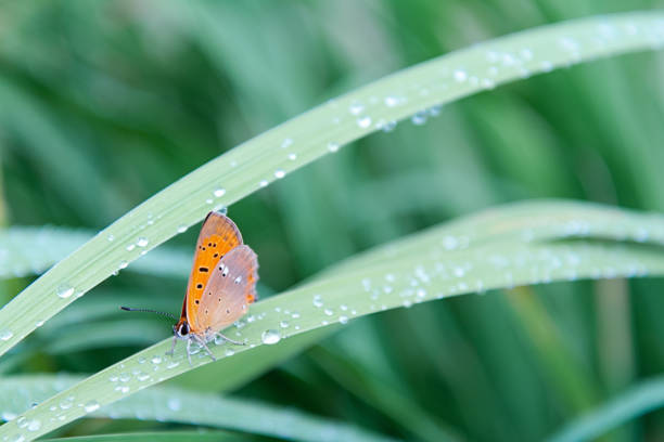 An orange butterfly sits on grass covered with morning dew. Concept background, insects, wildlife, spring