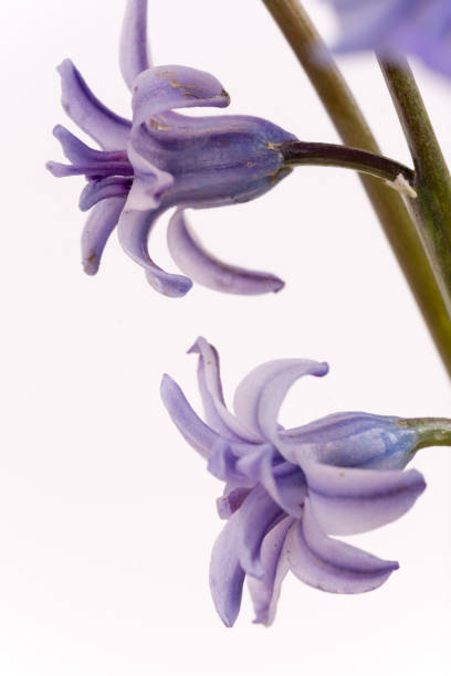 istock Abstract macro photo with purple hyacinths 1221002331