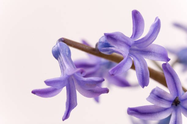 istock Abstract macro photo with purple hyacinths 1221002433