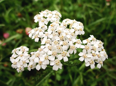 Very close-up of a cluster of white flowers in umbel of yarrow (achillea millefolium). Blurred flowery meadow in the background. La Plagne-Montabert, French Alps. Summer 2019.