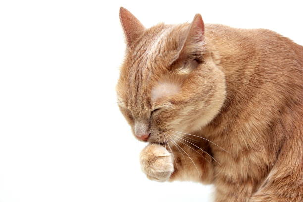 istock Red cat washes paw close up on white background 1221004629