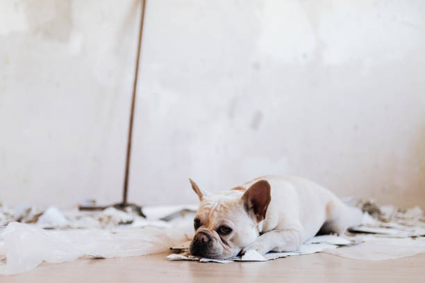 istock French bulldog is renovating 1221004844
