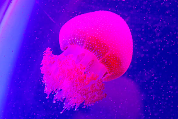 istock Bright pink jellyfish on the blue background 1221005146