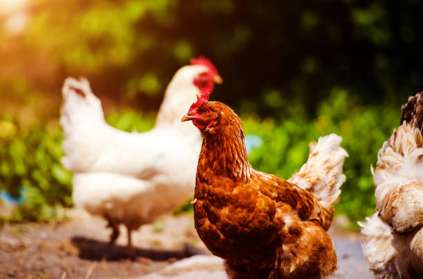 istock chicken and rooster on a farm 1221005426