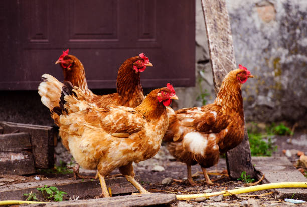 istock chicken and rooster on a farm 1221005441
