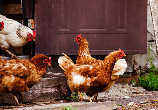 istock chicken and rooster on a farm 1221005484