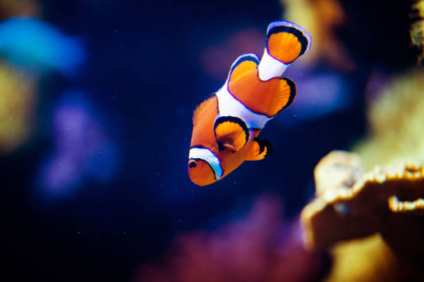 istock Wonderful and beautiful underwater world with corals and tropical fish. 1221005535