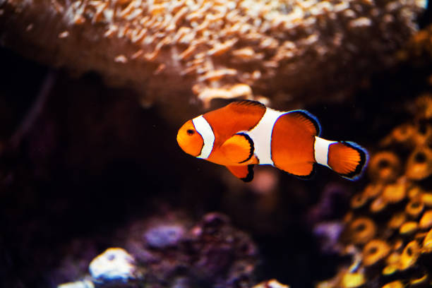 istock Wonderful and beautiful underwater world with corals and tropical fish. 1221005545