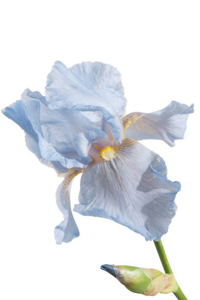 istock Beautiful lilac iris flower isolated on a white background. Close-up 1221005549