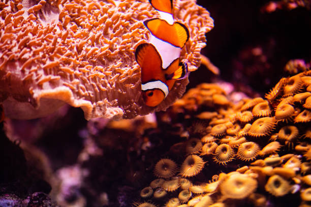 istock Wonderful and beautiful underwater world with corals and tropical fish. 1221005568