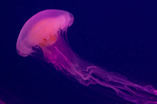 istock Bright pink jellyfish on the blue background 1221005575