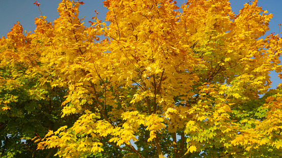 close up: beautiful shot of treetops changing colors on a sunny autumn day. warm autumn sunshine illuminates the colorful avenue and its gorgeous trees turning their leaves. picturesque park in fall.