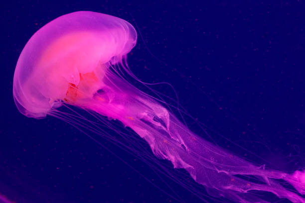 istock Bright pink jellyfish on the blue background 1221006406