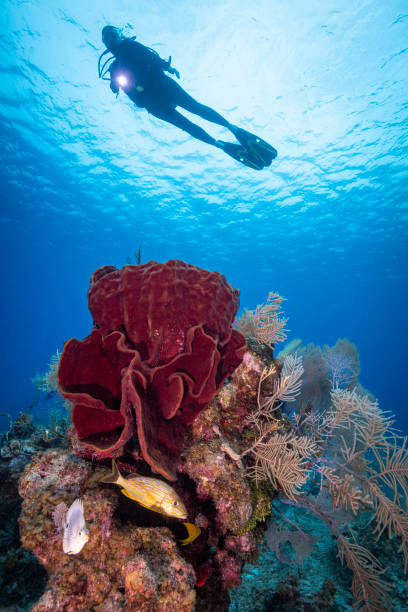 istock Marine life and diver 1221006595