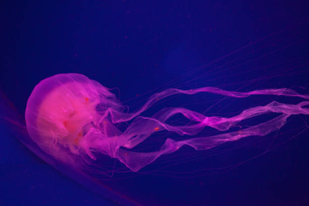 istock Bright pink jellyfish on the blue background 1221006597