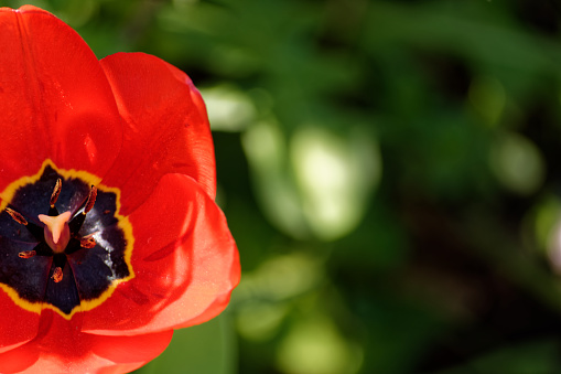 Orange tulips are blooming in the garden. Tulip flower with beautiful orange petals. An early spring.