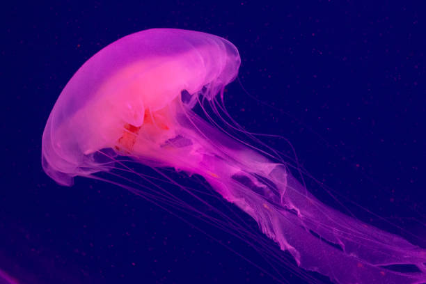 Bright pink jellyfish on the blue background
