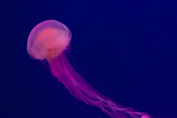 istock Bright pink jellyfish on the blue background 1221007028