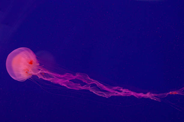 istock Bright pink jellyfish on the blue background 1221007304