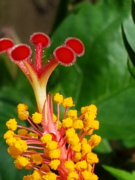 istock Close up Stamen colorful 1221007358