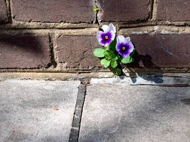 Pansies flower growing out of brick wall on sidewalk Pansies flower growing out of the brick wall on the sidewalk in historic Alexandria, Virginia. resilience photos stock pictures, royalty-free photos & images