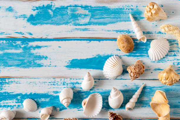istock Seashells on blue wooden board. Summer holiday background. 1221007469